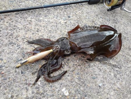 越前海岸でエギング